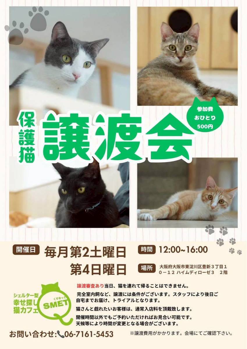 保護猫譲渡会のお知らせ